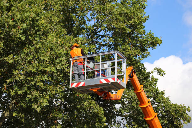 Best Hazardous Tree Removal  in Atwater, CA